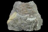 Two, Rare, British, Silurian Crinoids (Marsupiocrinus) #131987-4